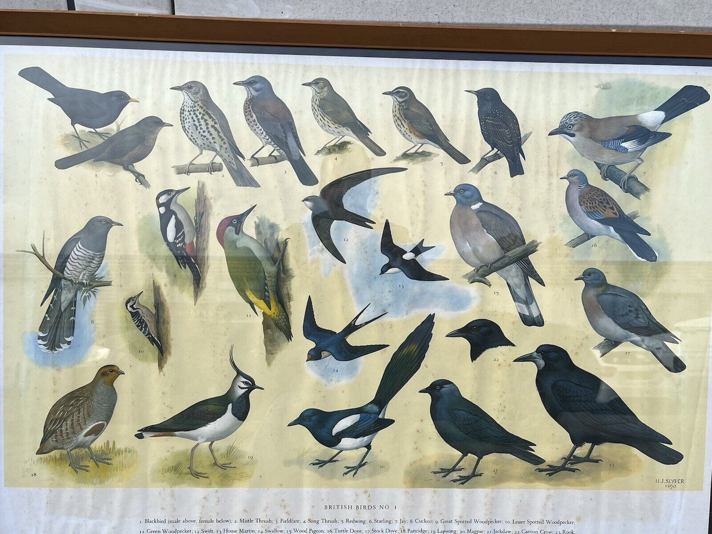 Set Of 4 HUGE 1950's Framed British Birds Prints. Very Colourful