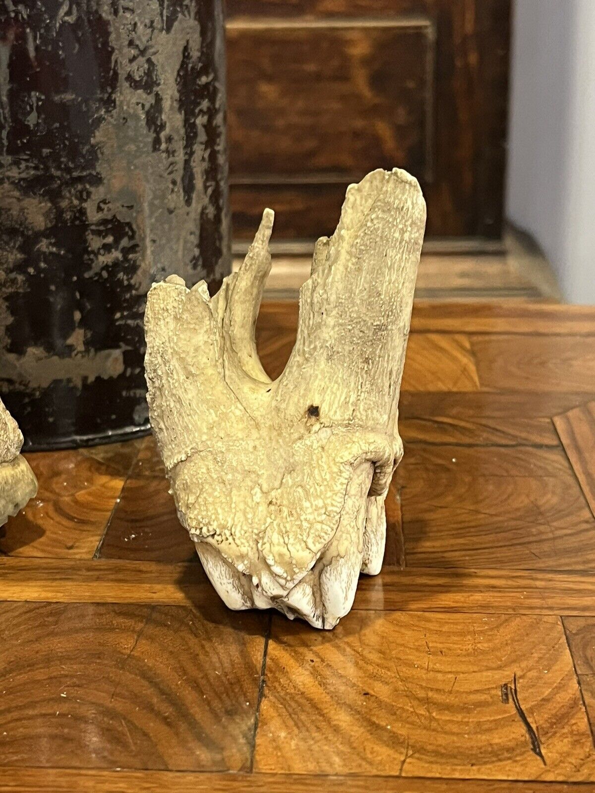 Fossil Teeth