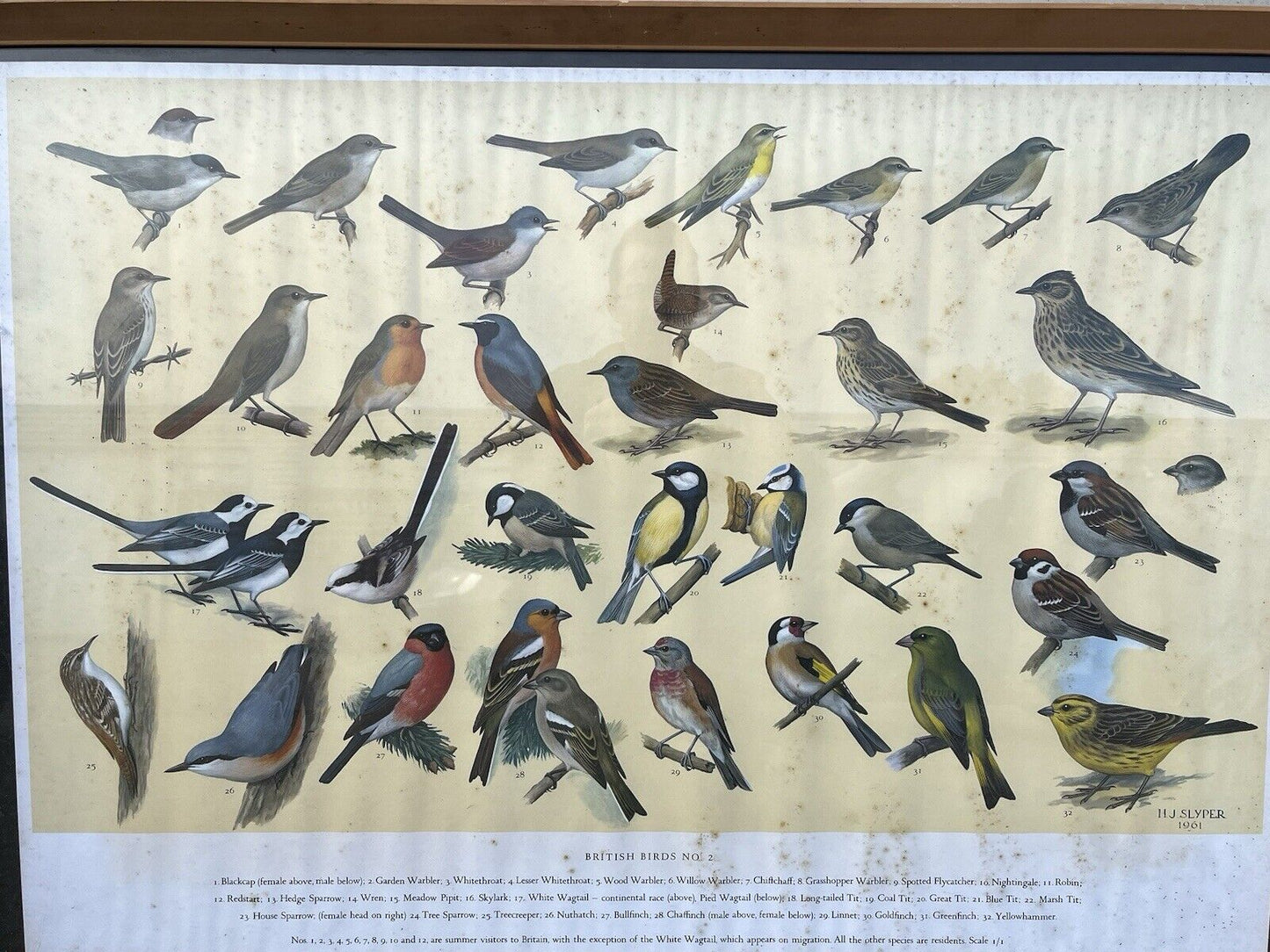 Set Of 4 HUGE 1950's Framed British Birds Prints. Very Colourful