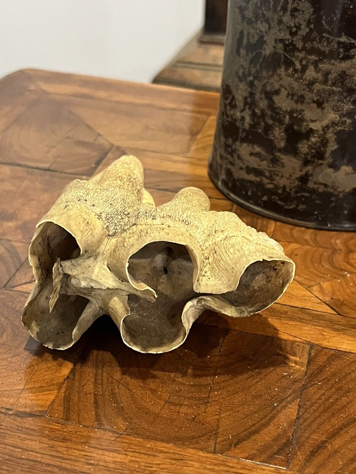 Fossil Teeth
