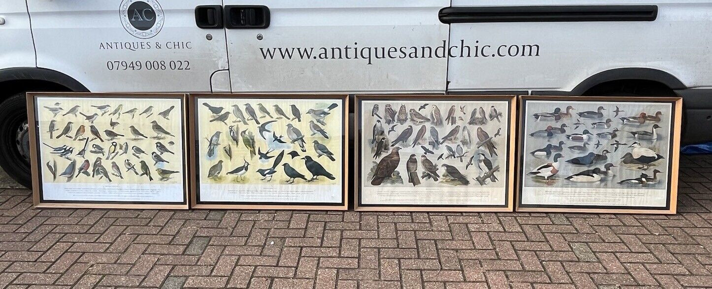 Set Of 4 HUGE 1950's Framed British Birds Prints. Very Colourful