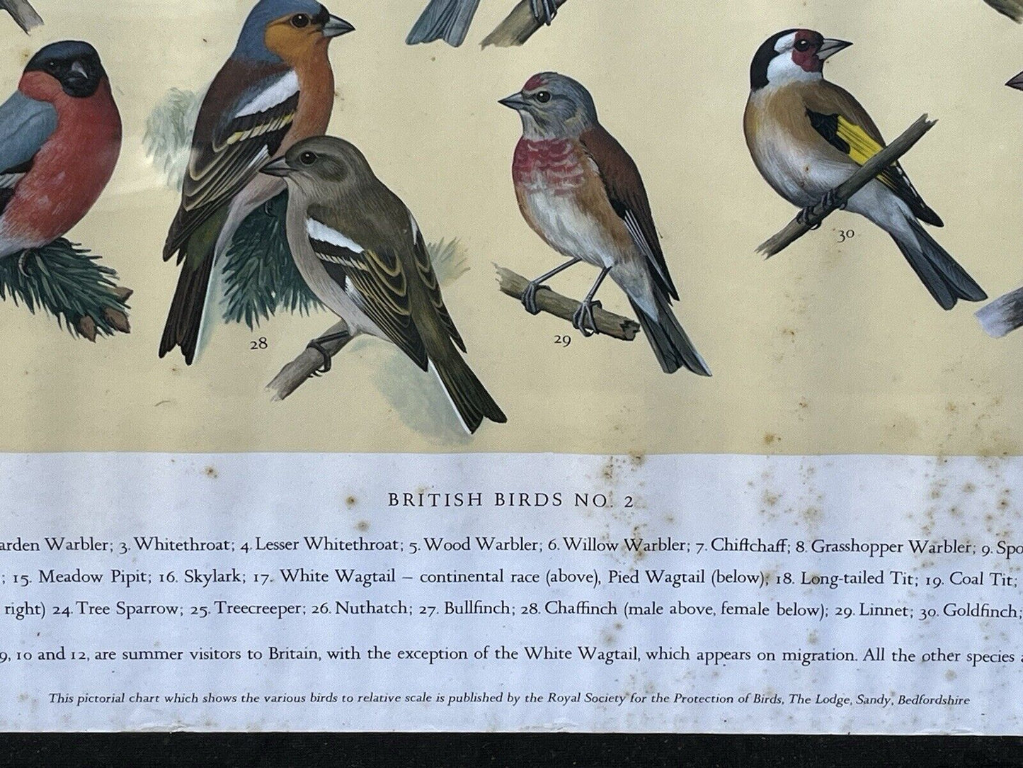 Set Of 4 HUGE 1950's Framed British Birds Prints. Very Colourful