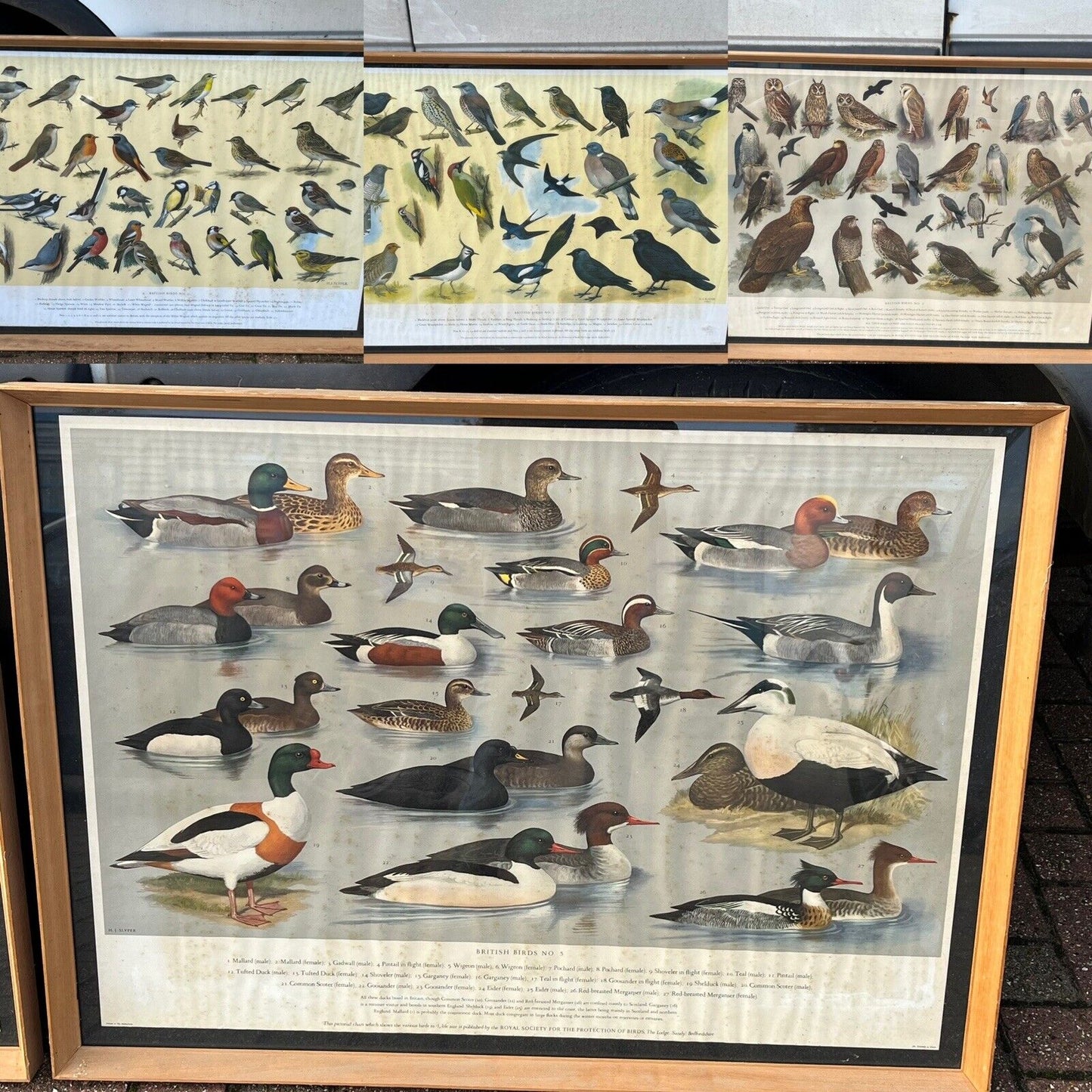 Set Of 4 HUGE 1950's Framed British Birds Prints. Very Colourful