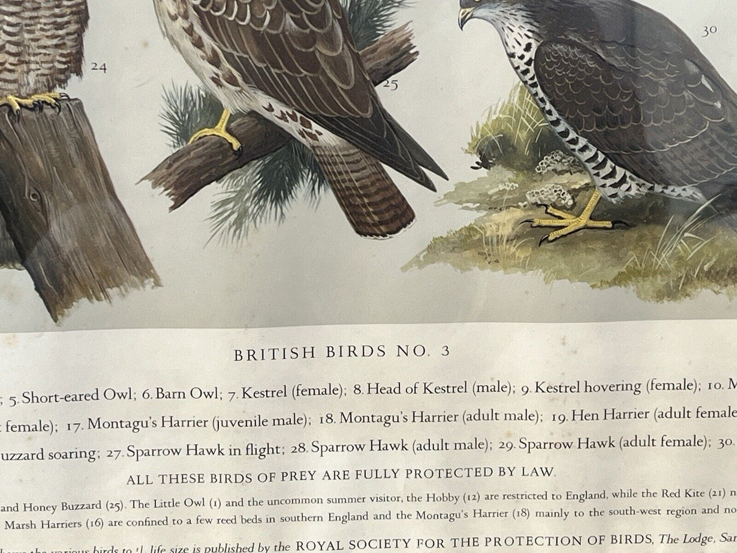 Set Of 4 HUGE 1950's Framed British Birds Prints. Very Colourful