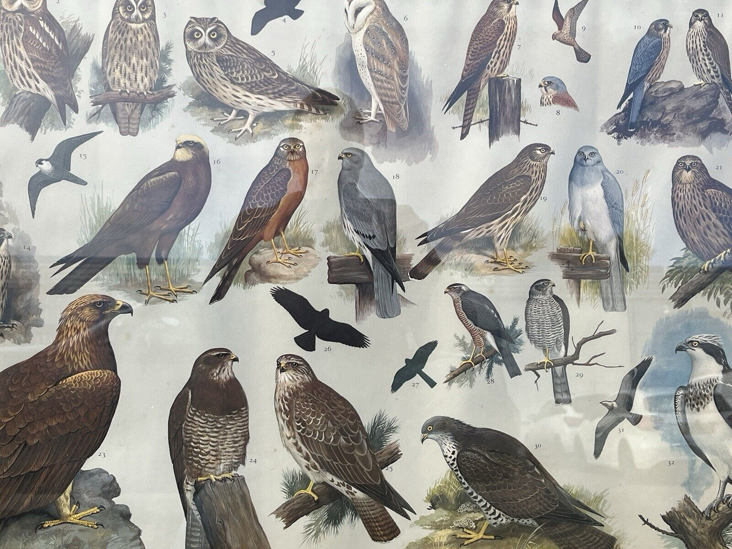 Set Of 4 HUGE 1950's Framed British Birds Prints. Very Colourful