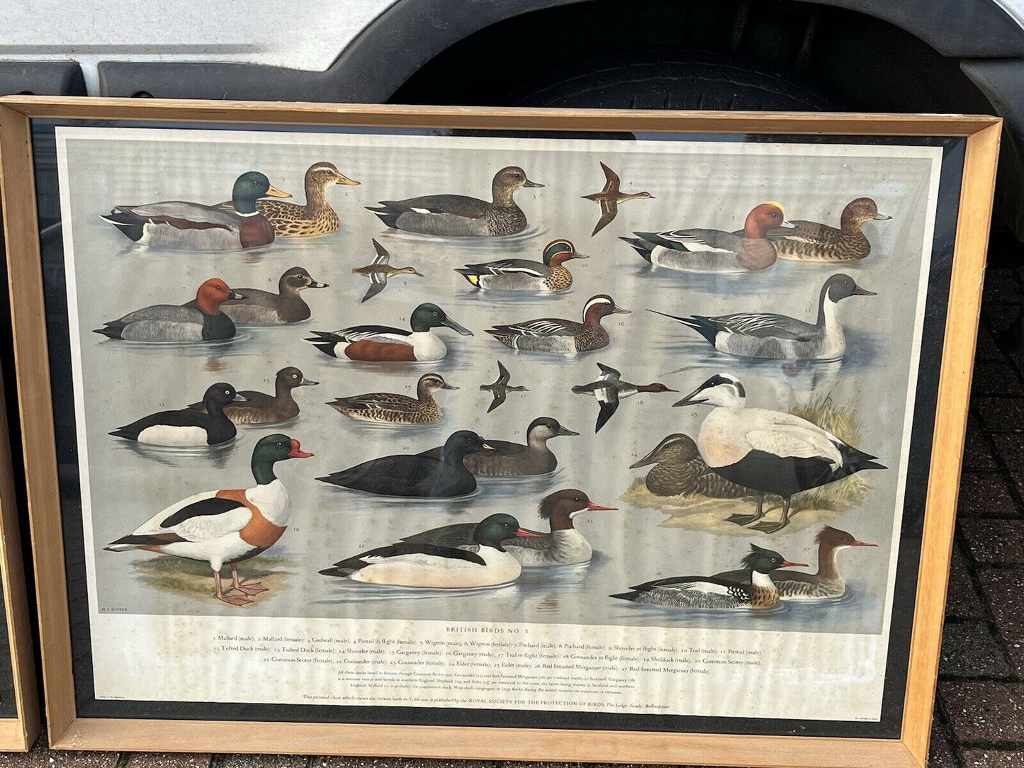 Set Of 4 HUGE 1950's Framed British Birds Prints. Very Colourful