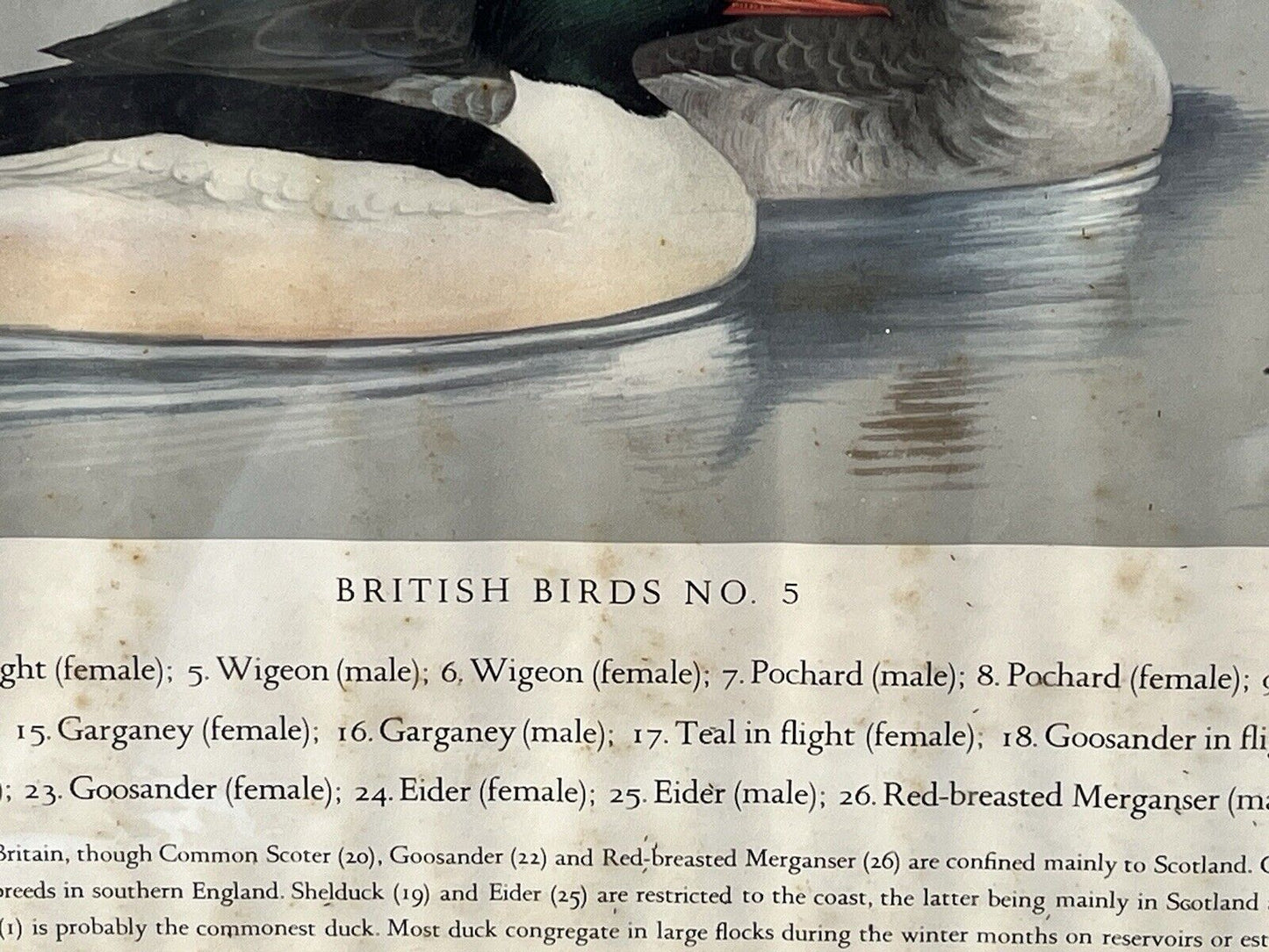 Set Of 4 HUGE 1950's Framed British Birds Prints. Very Colourful