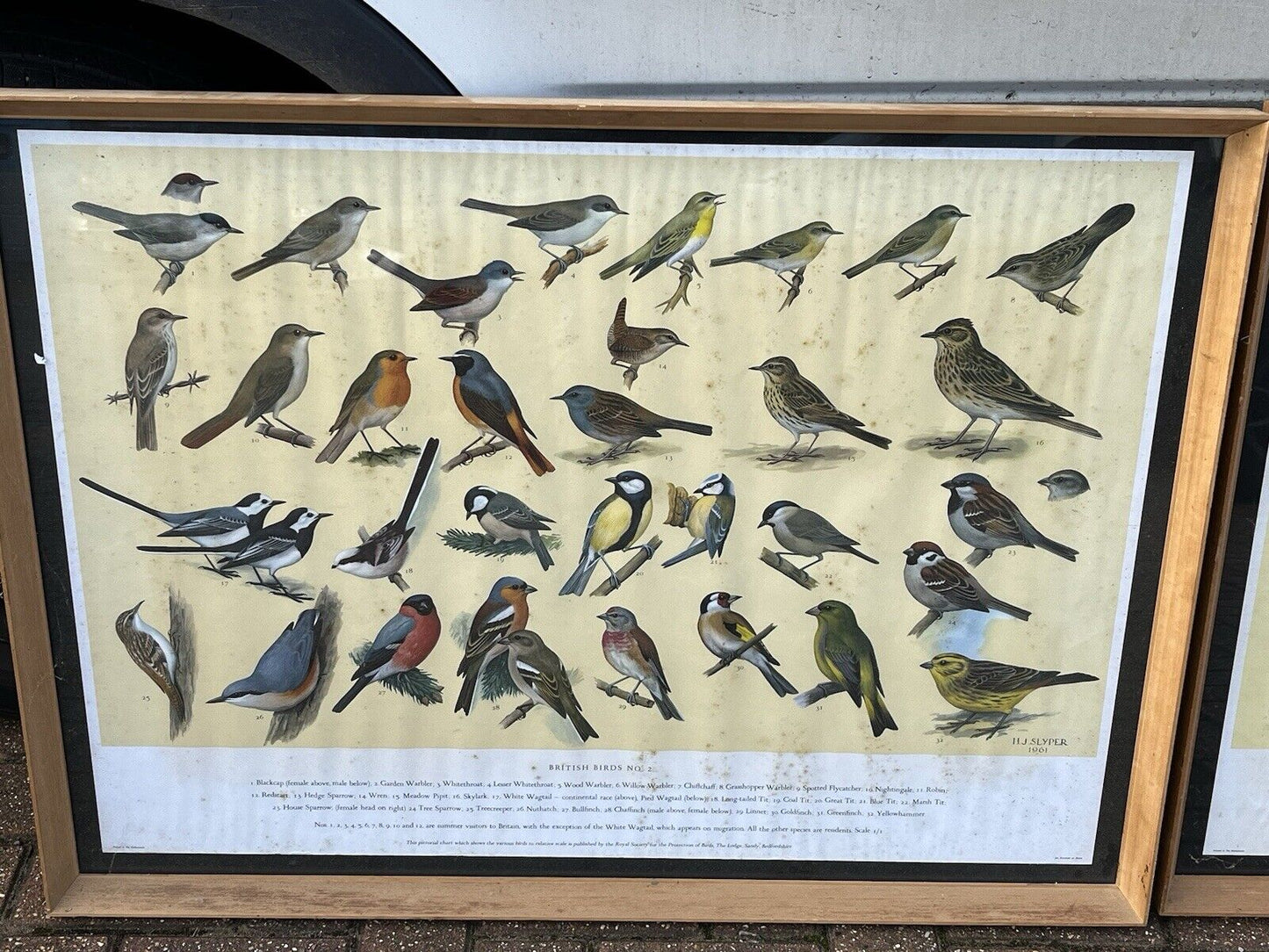 Set Of 4 HUGE 1950's Framed British Birds Prints. Very Colourful