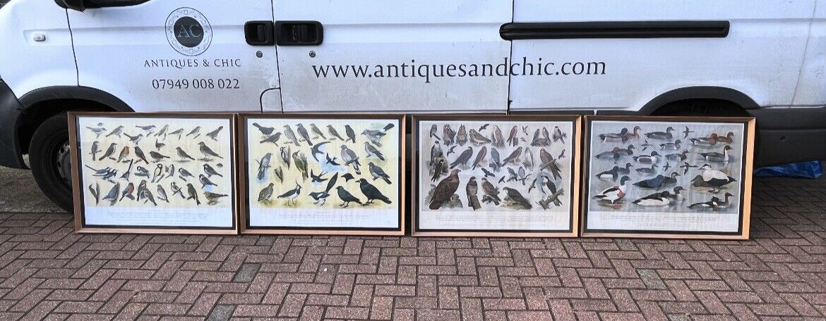 Set Of 4 HUGE 1950's Framed British Birds Prints. Very Colourful
