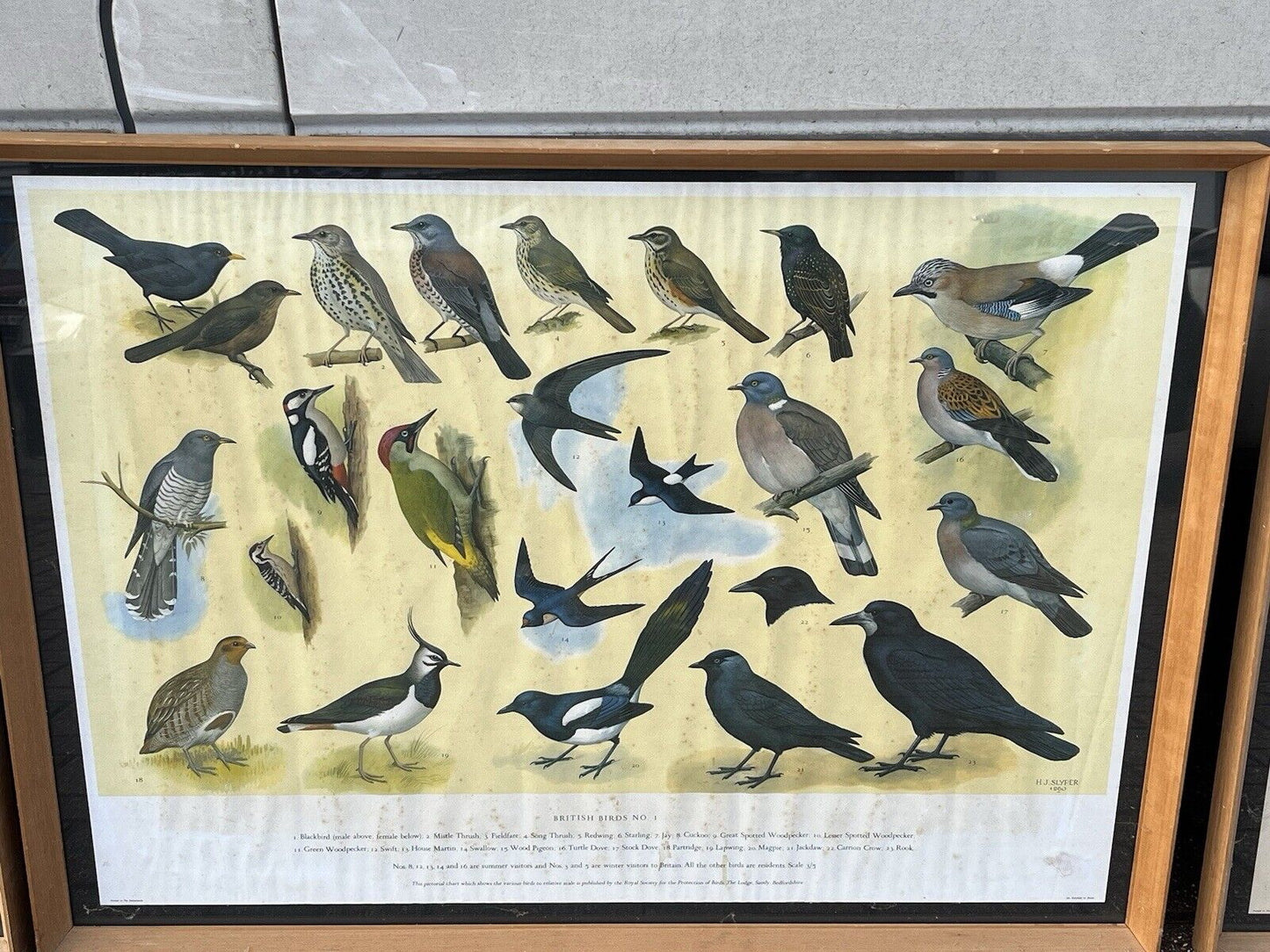 Set Of 4 HUGE 1950's Framed British Birds Prints. Very Colourful