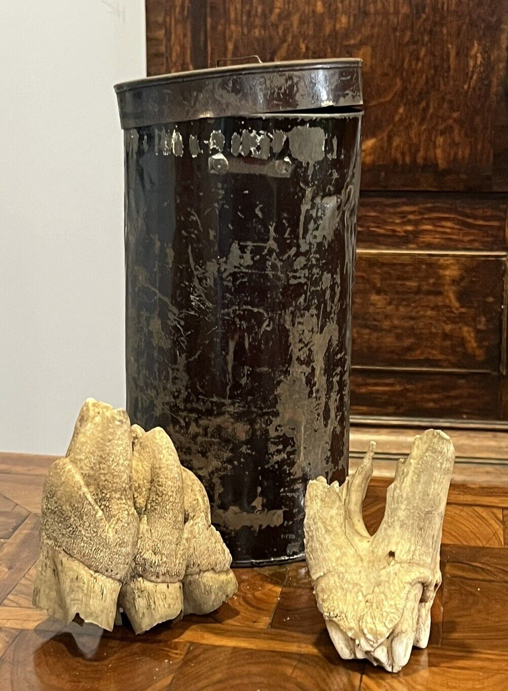 Fossil Teeth