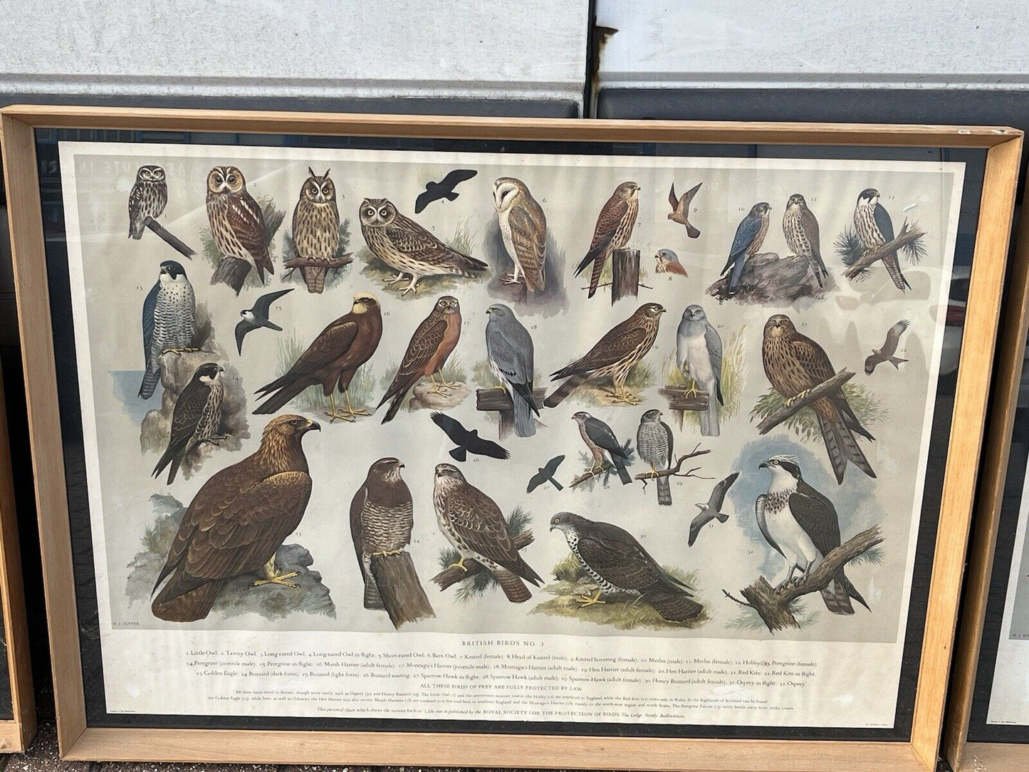 Set Of 4 HUGE 1950's Framed British Birds Prints. Very Colourful