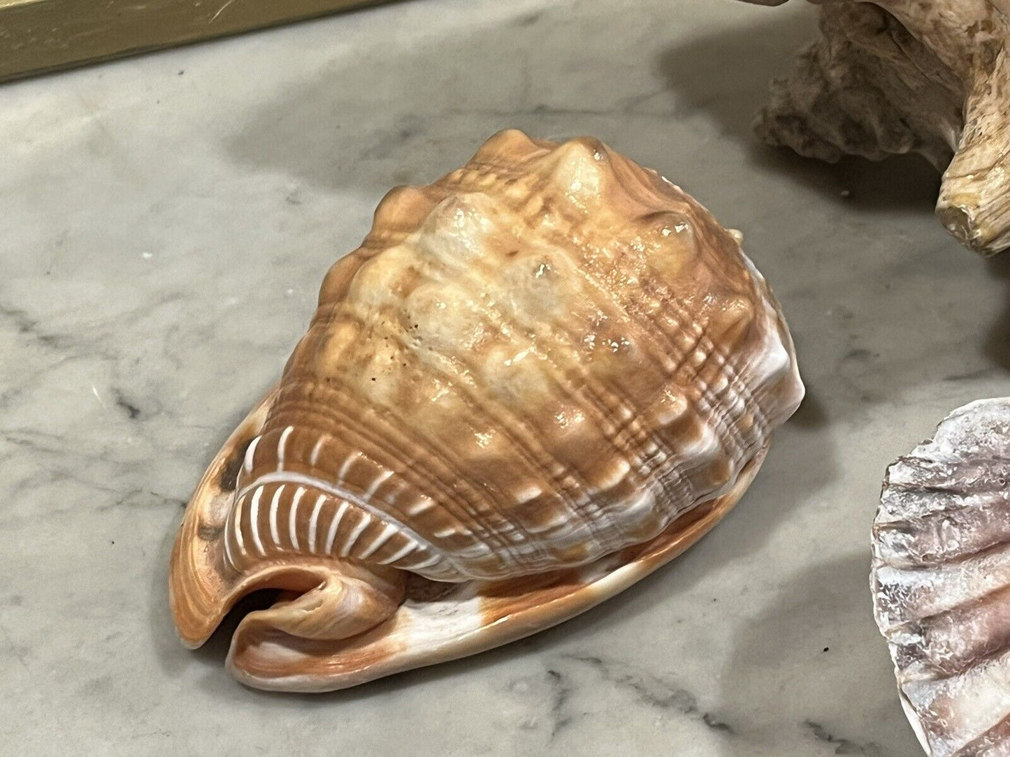 Old Shell Collection