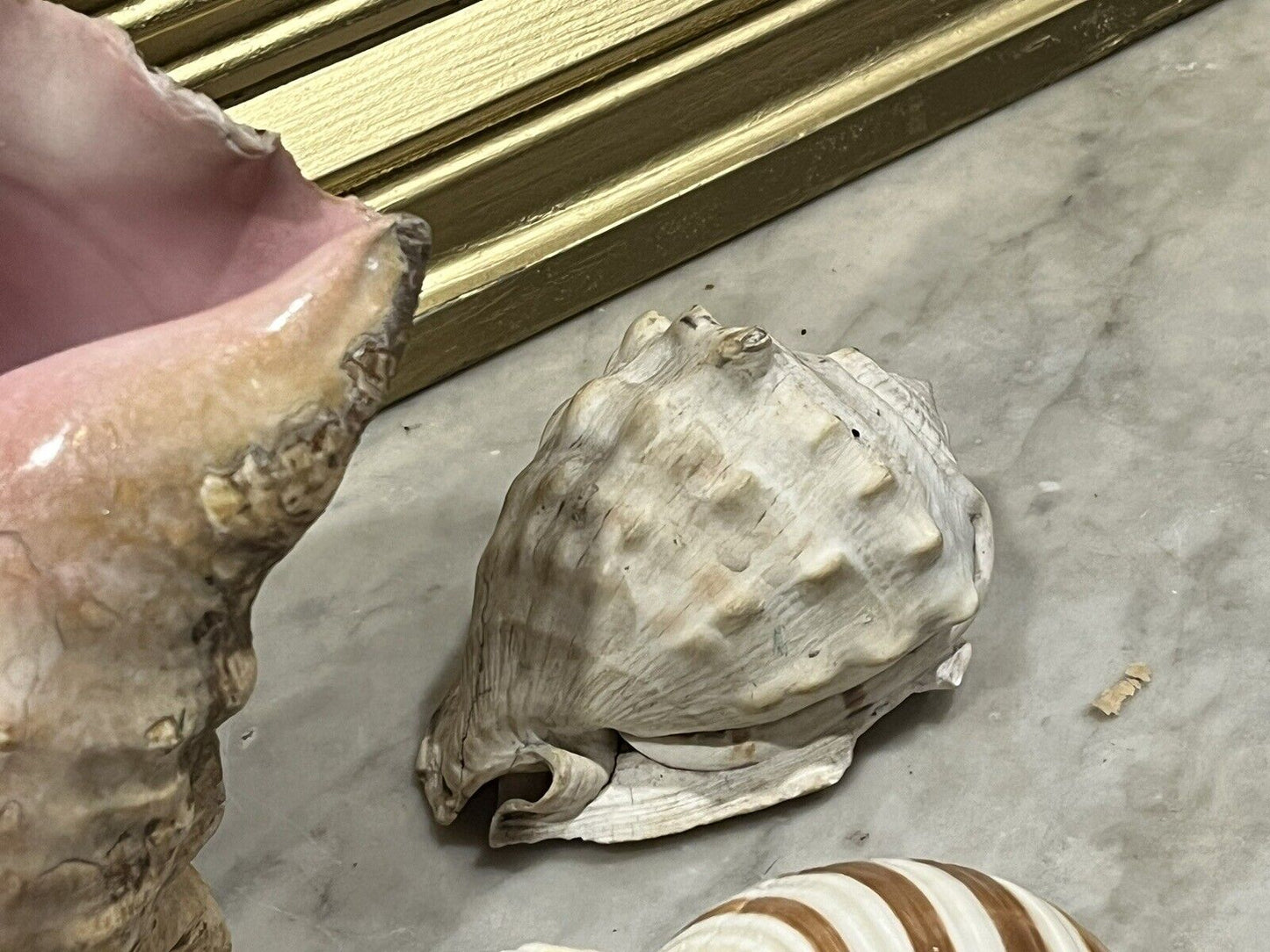 Old Shell Collection