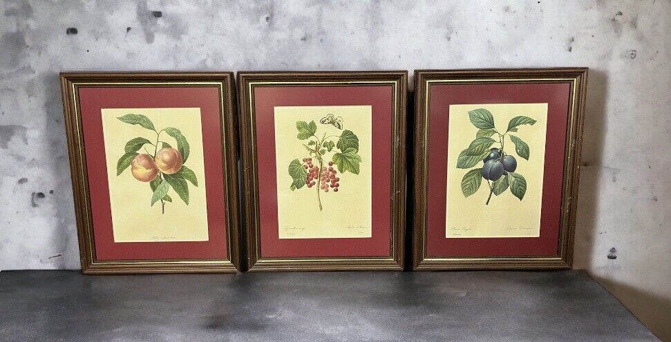 Studies of Fruit, 3 Framed Colour Prints. We Ship Worldwide.
