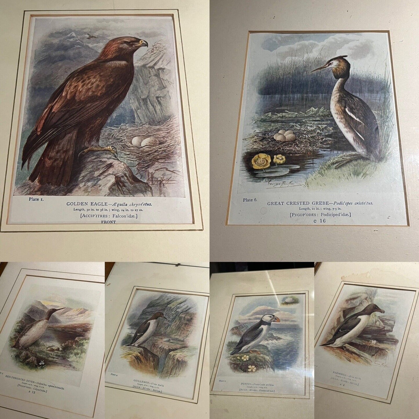 6 Antique Framed Coloured Prints Of Birds