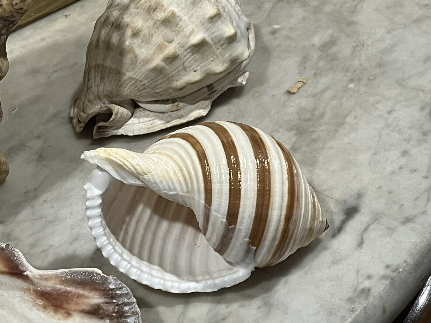 Old Shell Collection