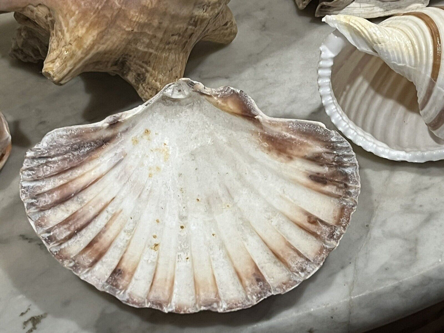 Old Shell Collection