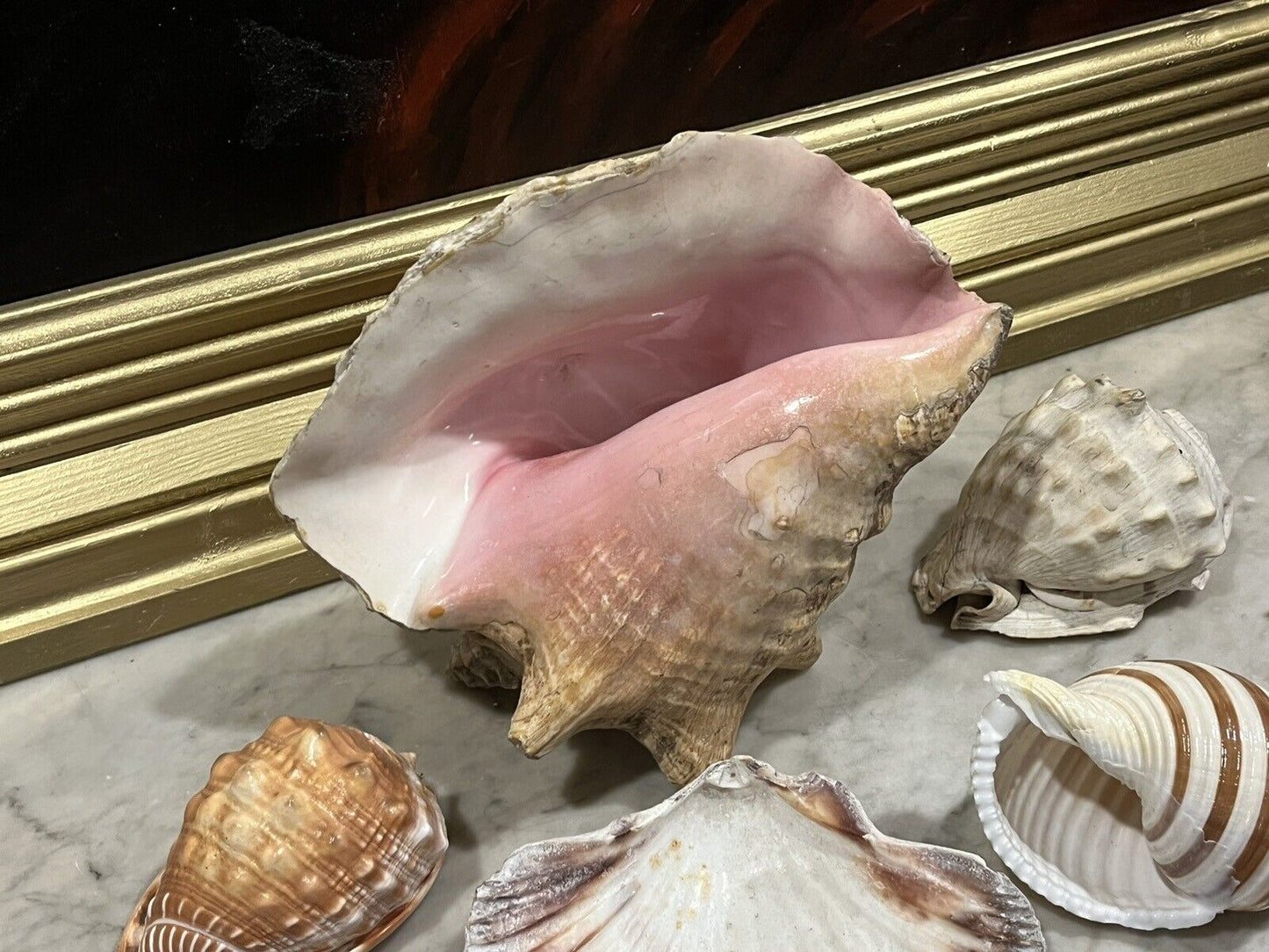 Old Shell Collection