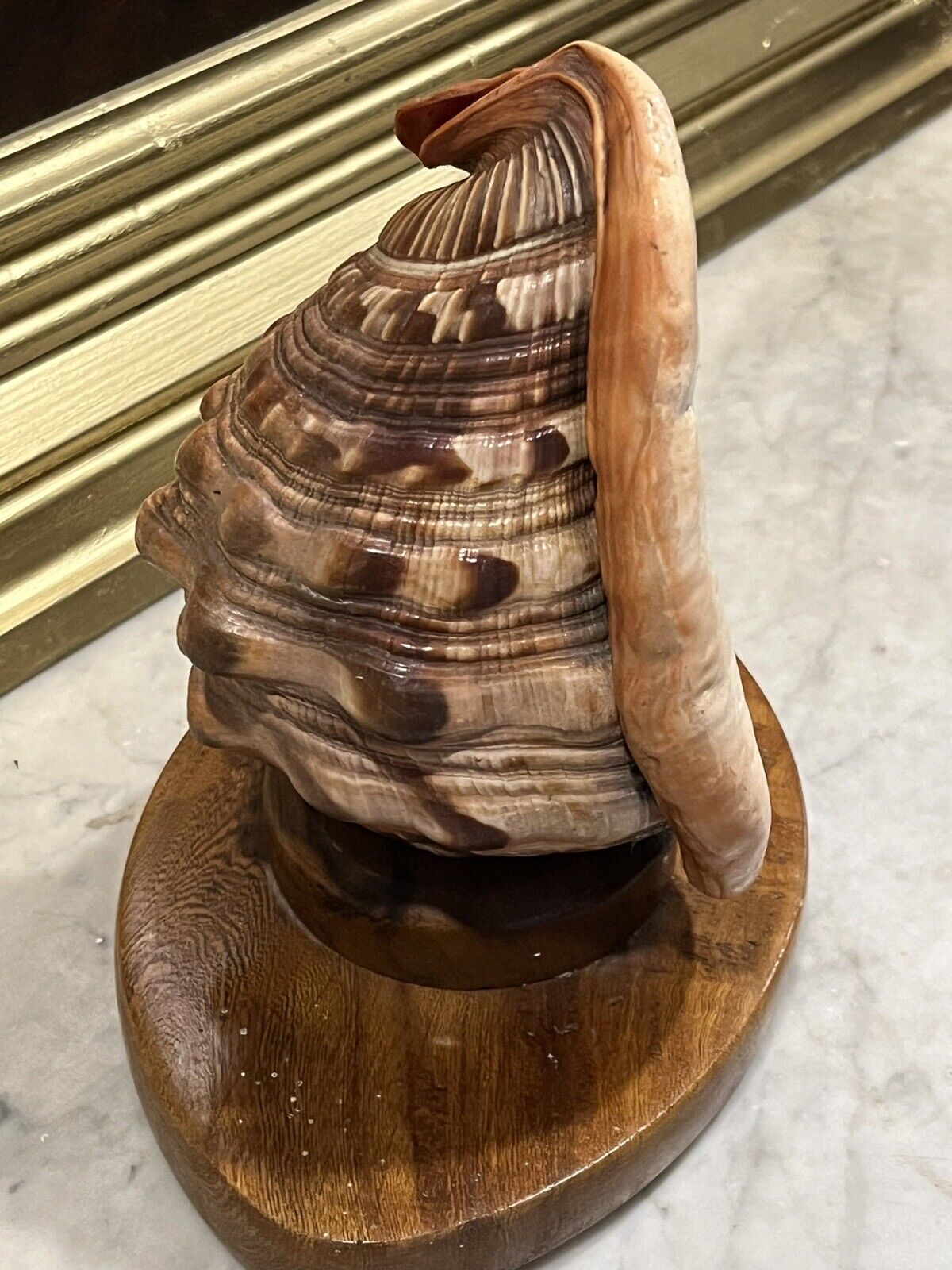 1950's Conch She'll Lamp, Night / Mood Light.