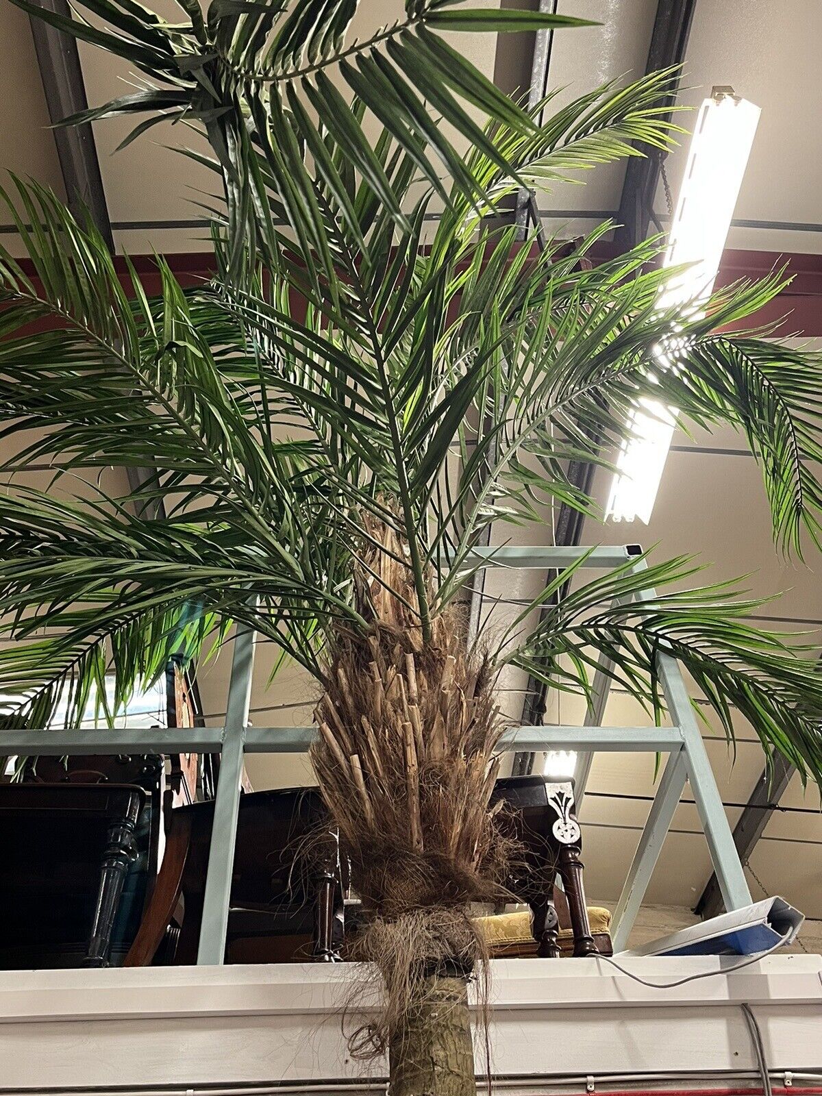 Full Size Plastic Palm Tree, Tv/Film Prop. Great Interior Design Piece