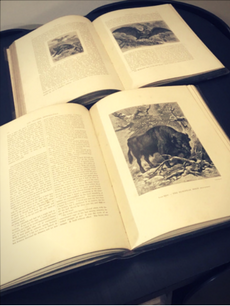 Antique & Vintage Books and Paperwork