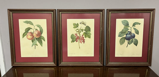 Studies of Fruit, 3 Framed Colour Prints. We Ship Worldwide.
