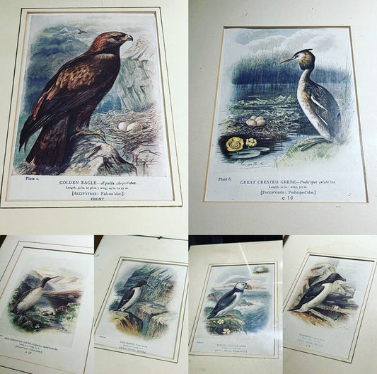 6 Antique Framed Coloured Prints Of Birds