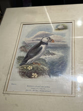 6 Antique Framed Coloured Prints Of Birds