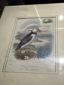 6 Antique Framed Coloured Prints Of Birds