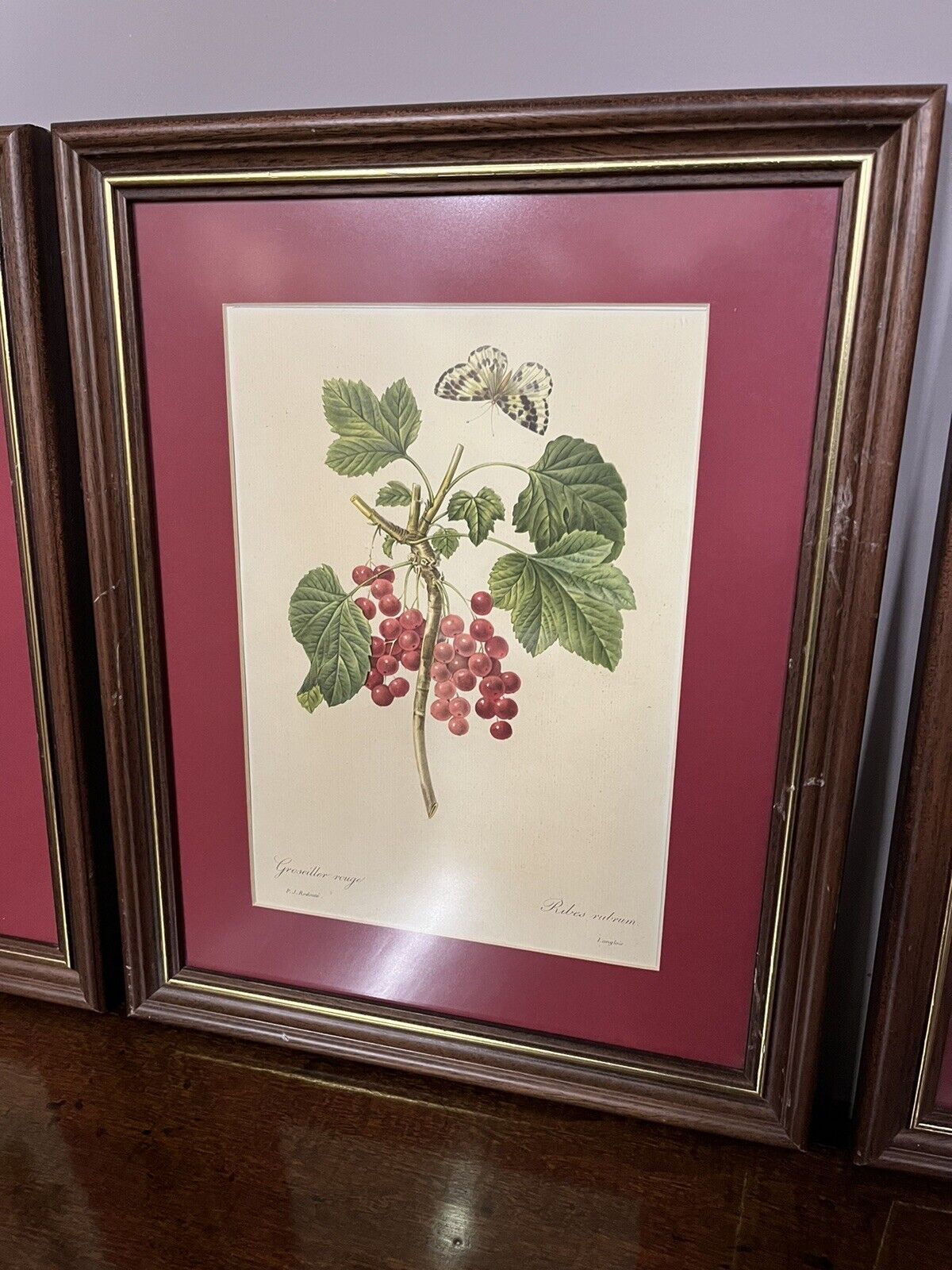 Studies of Fruit, 3 Framed Colour Prints. We Ship Worldwide.