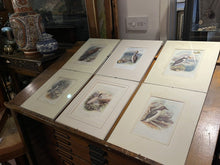 6 Antique Framed Coloured Prints Of Birds