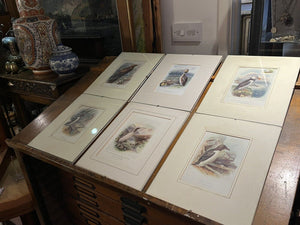 6 Antique Framed Coloured Prints Of Birds