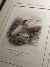 6 Antique Framed Coloured Prints Of Birds