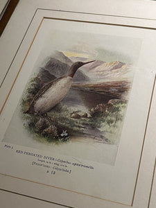 6 Antique Framed Coloured Prints Of Birds