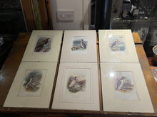 6 Antique Framed Coloured Prints Of Birds