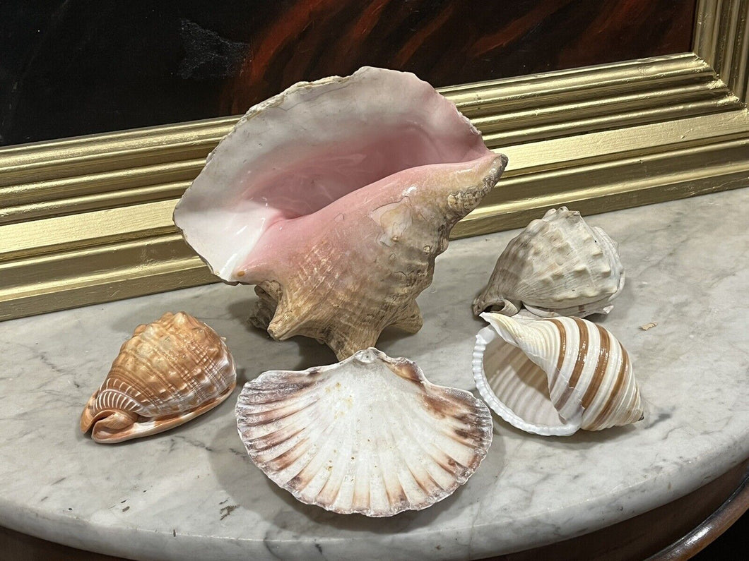 Old Shell Collection