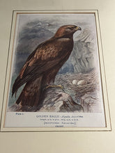 6 Antique Framed Coloured Prints Of Birds