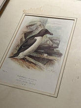 6 Antique Framed Coloured Prints Of Birds