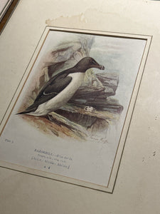6 Antique Framed Coloured Prints Of Birds