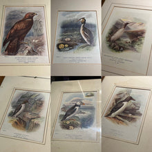 6 Antique Framed Coloured Prints Of Birds