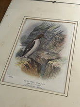 6 Antique Framed Coloured Prints Of Birds