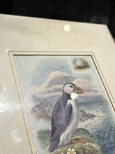 6 Antique Framed Coloured Prints Of Birds
