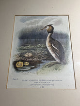 6 Antique Framed Coloured Prints Of Birds