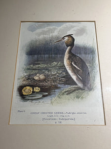 6 Antique Framed Coloured Prints Of Birds